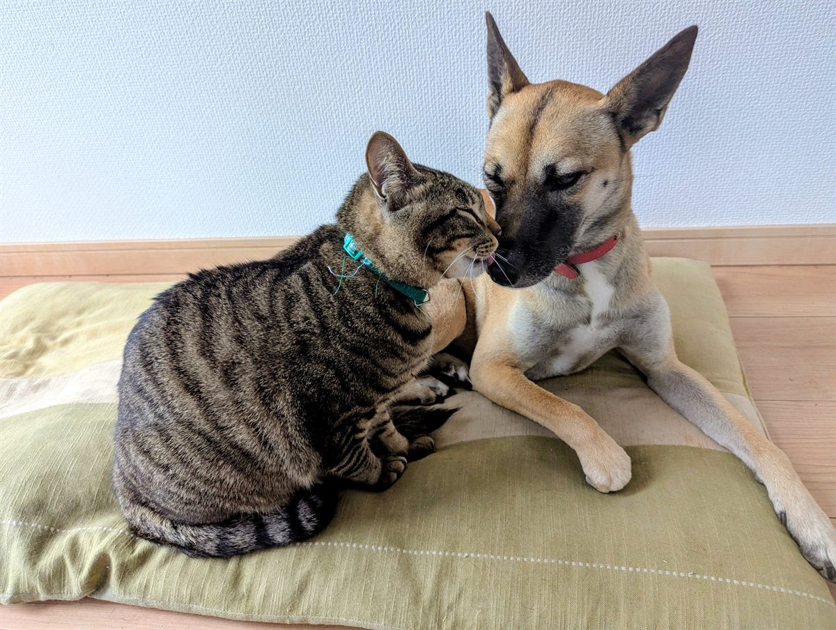 あんしんハウスの様子